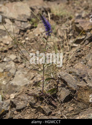 Spiked speedwell Veronica spicata ssp orchidea in dry grassland, Hungary. Stock Photo