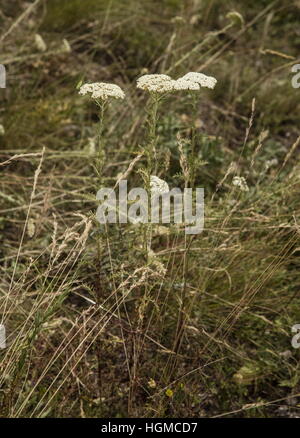 Noble yarrow, Achillea nobilis in flower in limestone grassland, Hungary. Stock Photo