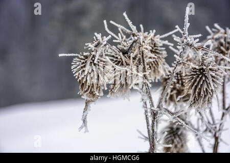 frozen flowers in winter on a blury background of forest and meadow in snow Stock Photo