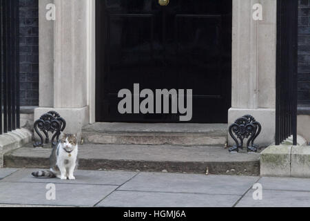 London, UK. 11th Jan, 2017. Larry the cat and chief mouser stands on the threshold  steps of No 10 Downing Street. Credit: amer ghazzal/Alamy Live News Stock Photo