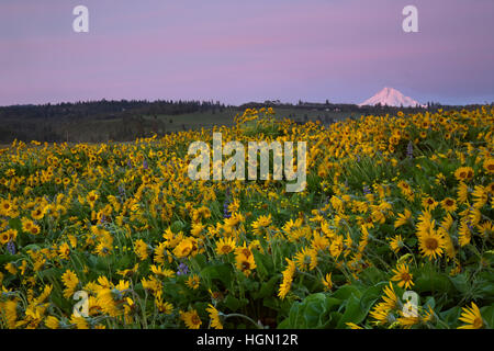 OREGON - Balsamroot and lupine covered meadow at sunrise with Mt Hood from a Nature Conservancy Reserve near Rowena Crest. Stock Photo