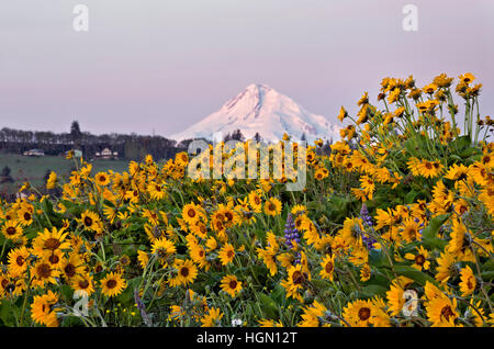 OREGON - Balsamroot and lupine covered meadow at sunrise with Mount Hood  from a Nature Conservancy Reserve near Rowena Crest. Stock Photo