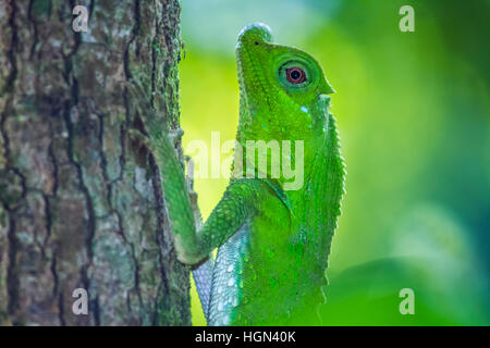 Hump-nosed lizard in Sinharaja forest reserve, Sri Lanka ; specie Lyriocephalus scutatus family of Agamidae Stock Photo