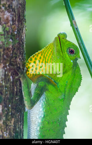 Hump-nosed lizard in Sinharaja forest reserve, Sri Lanka ; specie Lyriocephalus scutatus family of Agamidae Stock Photo