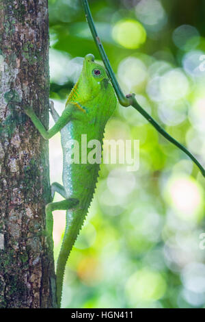 Hump-nosed lizard in Sinharaja forest reserve, Sri Lanka ; specie Lyriocephalus scutatus family of Agamidae Stock Photo