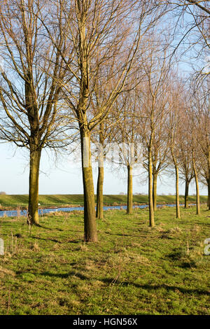 Willow trees grown to make cricket bats growing at the side of the Old West River Cambridgeshire UK Stock Photo