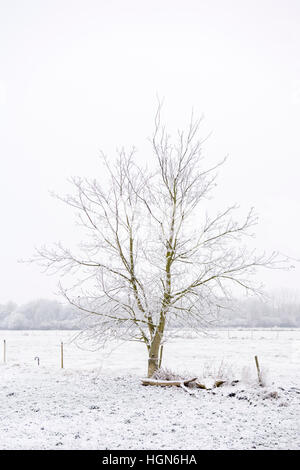 Snowy single tree and the road Stock Photo - Alamy