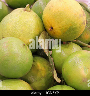 ripe fruits of Bergamot a typical citrus of Mediterranean countries Stock Photo