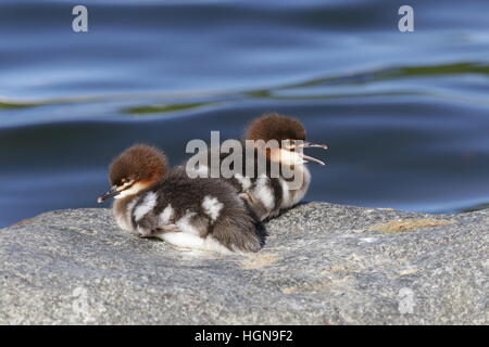 Common merganser, Goosander ducklings, resting on stone Stock Photo