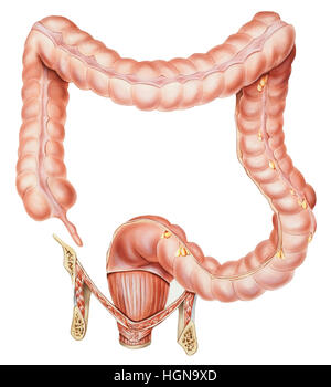 Digestive System in Male Anatomy Stock Photo - Alamy