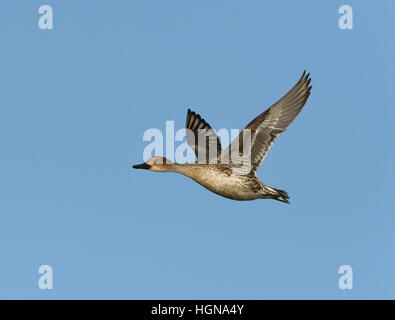 Pintail - Anas acuta - female Stock Photo