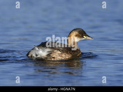 Little Grebe - Tachybaptus ruficollis Stock Photo