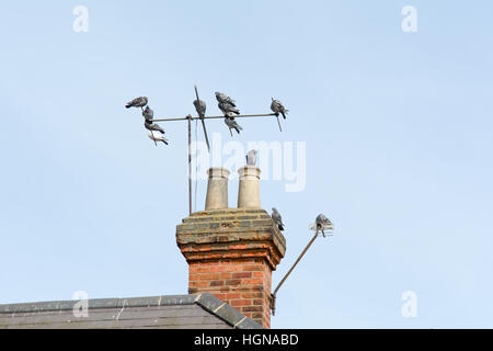 Pigeons (columba) perched on TV aerial and chimney on roof of house Stock Photo