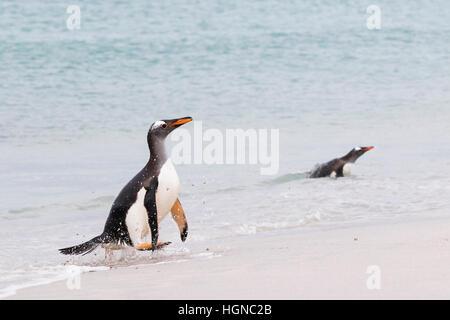 Gentoo Penguin on Bleaker Island in the Falklands