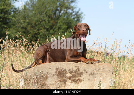 Dog Dobermann / Doberman Pinscher  adult lying in a rock Stock Photo