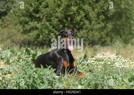 Dog Dobermann / Doberman Pinscher (natural ears) adult lying on a meadow Stock Photo