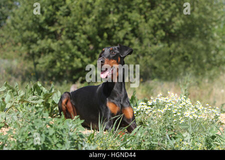 Dog Dobermann / Doberman Pinscher (natural ears) adult lying on a meadow Stock Photo