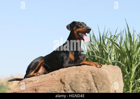 Dog Dobermann / Doberman Pinscher (natural ears) adult lying in a rock Stock Photo