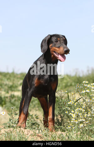 Dog Dobermann / Doberman Pinscher (natural ears) adult standing Stock Photo