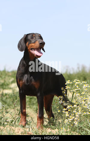 Dog Dobermann / Doberman Pinscher (natural ears) adult standing Stock Photo