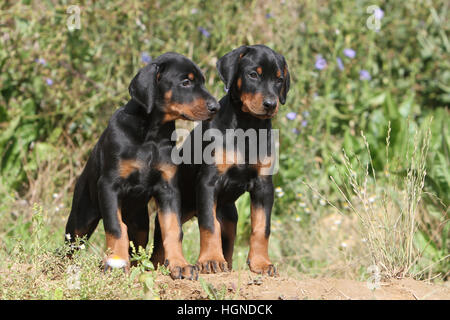 Dog Doberman Pinscher with (natural ears / natural tail) black and tan two puppies sitting in a meadow Stock Photo