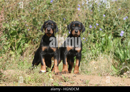 Dog Doberman Pinscher with (natural ears / natural tail) black and tan two puppies sitting in a meadow Stock Photo