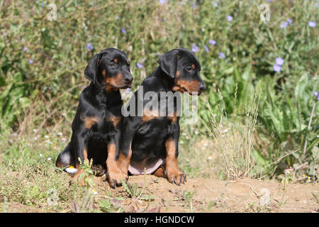 Dog Doberman Pinscher with (natural ears / natural tail) black and tan two puppies sitting in a meadow Stock Photo