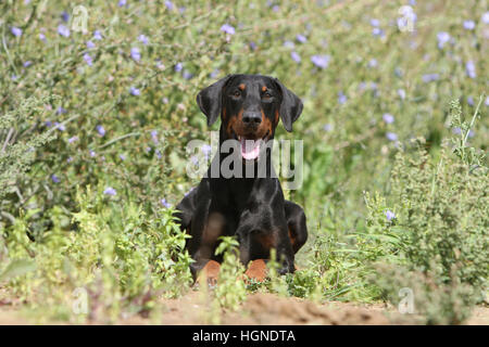 Dog Doberman Pinscher with (natural ears / natural tail) black and tan adult adults on the grass Stock Photo