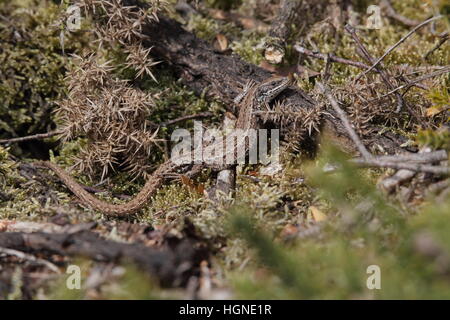 Common or Viviparous Lizard (Zootoca vivipara), sunbathing amidst gorse on a Norfolk heathland