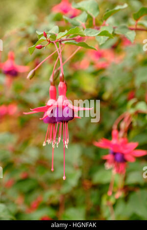 The hanging flowers of a beautiful exotic pink and purple fuchsia Stock Photo
