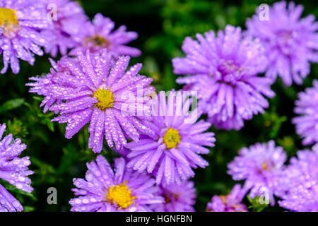 Beautiful pink purple aster flowers with yellow center. Selective focus on flower on left covered in jewel -like raindrops Stock Photo
