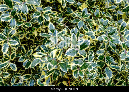 Beautiful shiny leaves of the variegated holly, Ilex aquifolium, with its mass of bright green and cream foliage Stock Photo