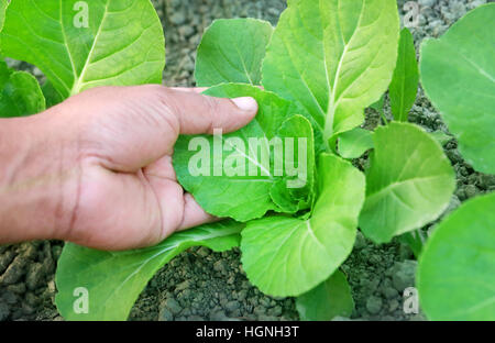 Hand holding organic bok choy in garden Stock Photo