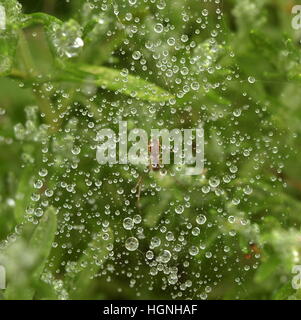 spider's web on plant covered in raindrops, spider in center of web Stock Photo