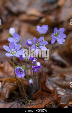 Common Hepatica / liverwort / kidneywort / pennywort (Anemone hepatica / Hepatica nobilis) in flower Stock Photo