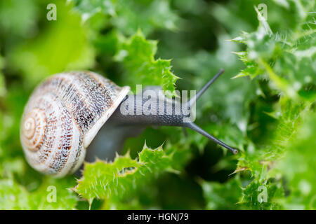 Garden Snail - Helix aspersa Stock Photo
