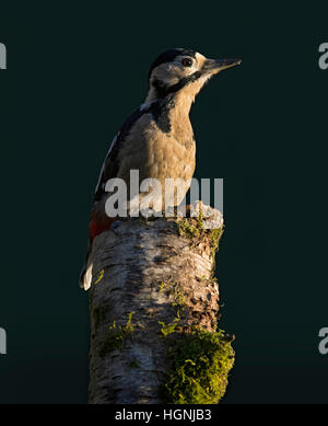 Great spotted woodpecker, Dendrocopos major, on moss covered silver birch stump in garden, Wareham, Dorset, England, UK Stock Photo