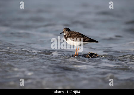 Turnstone, Arenaria interpres, single bird by water, Netherlands, January 2017 Stock Photo