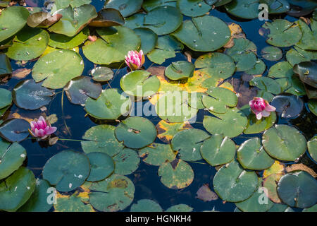Three pink lotus flowers in a pond. Stock Photo