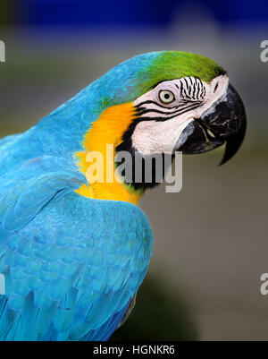 Fun photo with big beautiful macaw parrot Stock Photo