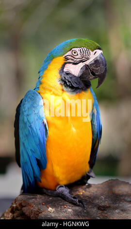 Fun photo with big beautiful macaw parrot Stock Photo