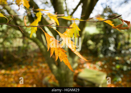 Fern-leafed beech tree leaves at end of the fall in UK Stock Photo