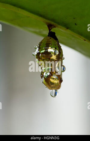 Oleander butterfly chrysalis hi res stock photography and images