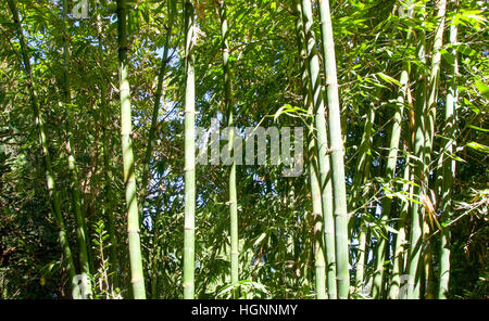 Tropical lush, green bamboo stalks in full frame detail in Western Australia. Stock Photo