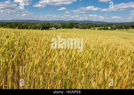 Antietam Civil War Battlefield, Maryland.  Cultivated Wheat Fields Today Cover the Battlefield. Stock Photo