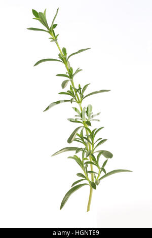 SUMMER SAVORY Stock Photo