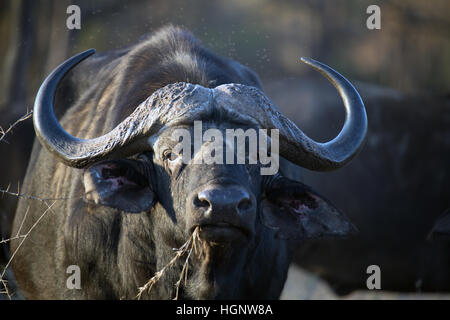 Older buffalo eating dry grass Stock Photo