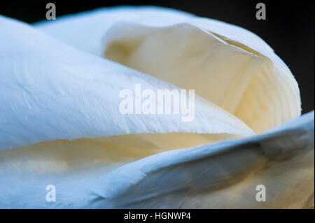 A close up photo of a Mute Swan's wings making an abstract pattern. Stock Photo