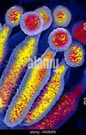 PENICILLIUM CHRYSOGENUM Stock Photo - Alamy