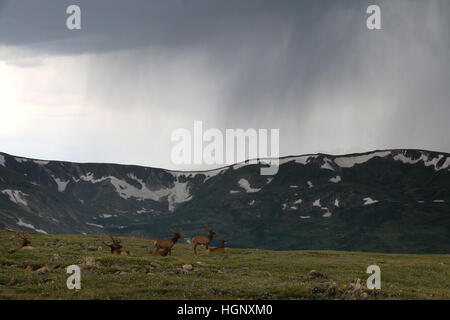 Bull elk in storm on Rocky Mountain National Park ridge Colorado Stock Photo